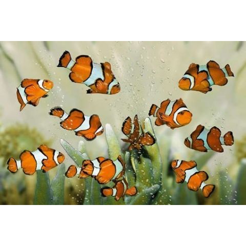 Clownfish M