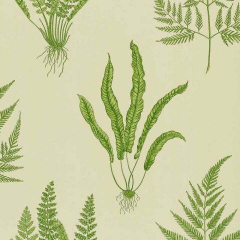 Sanderson One Sixty - Woodland Fern Green DAPGWO102