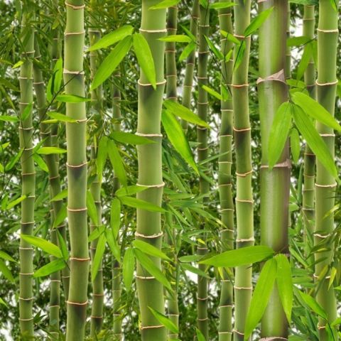 Tapete Bamboo 