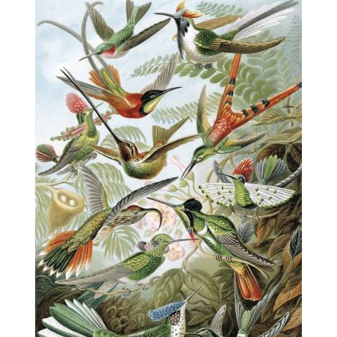 KEK Amsterdam Behang Circles & Panels Exotic Birds PA-023